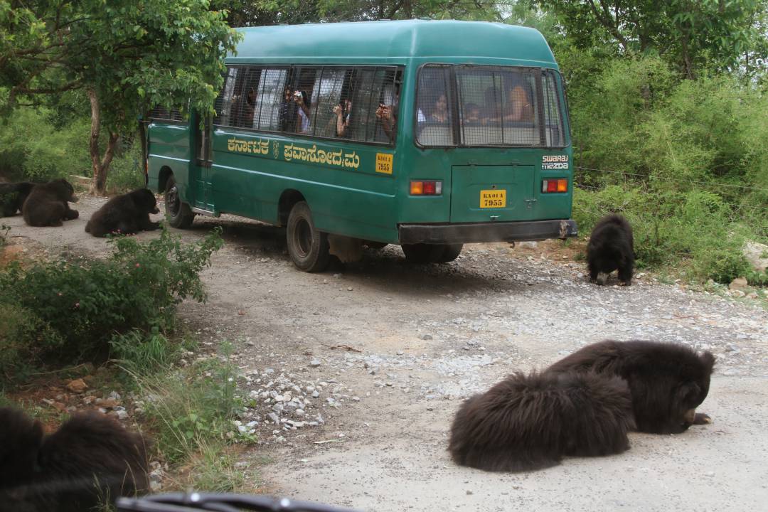 bannerghatta national park safari ticket price